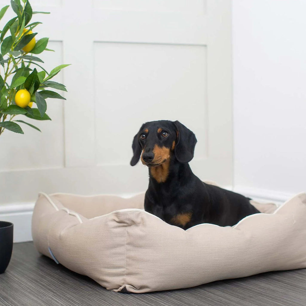 Box Bed For Dogs in Savanna