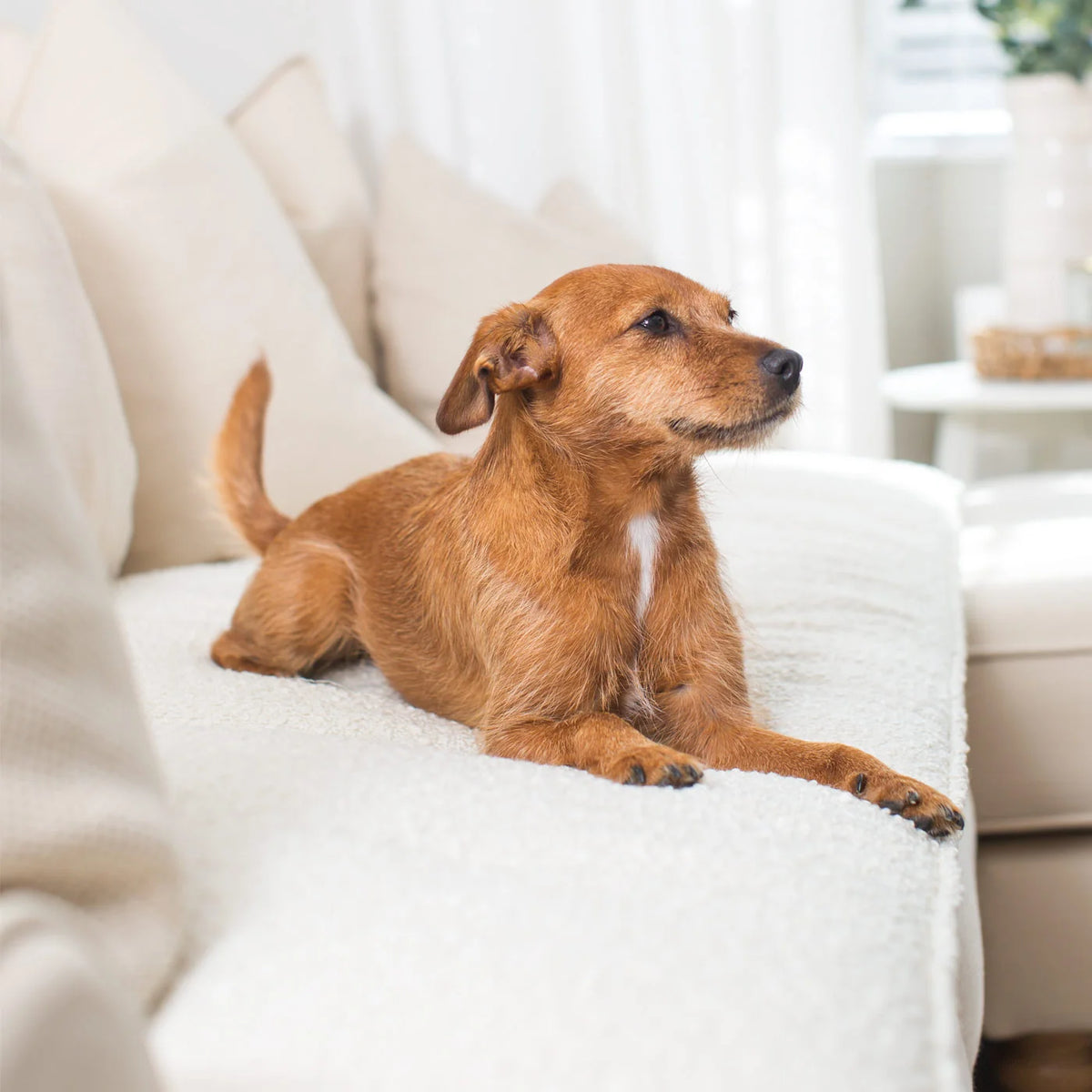 Couch Topper in Boucl