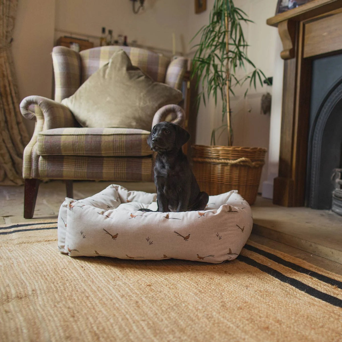 Box Bed For Dogs in Woodlands
