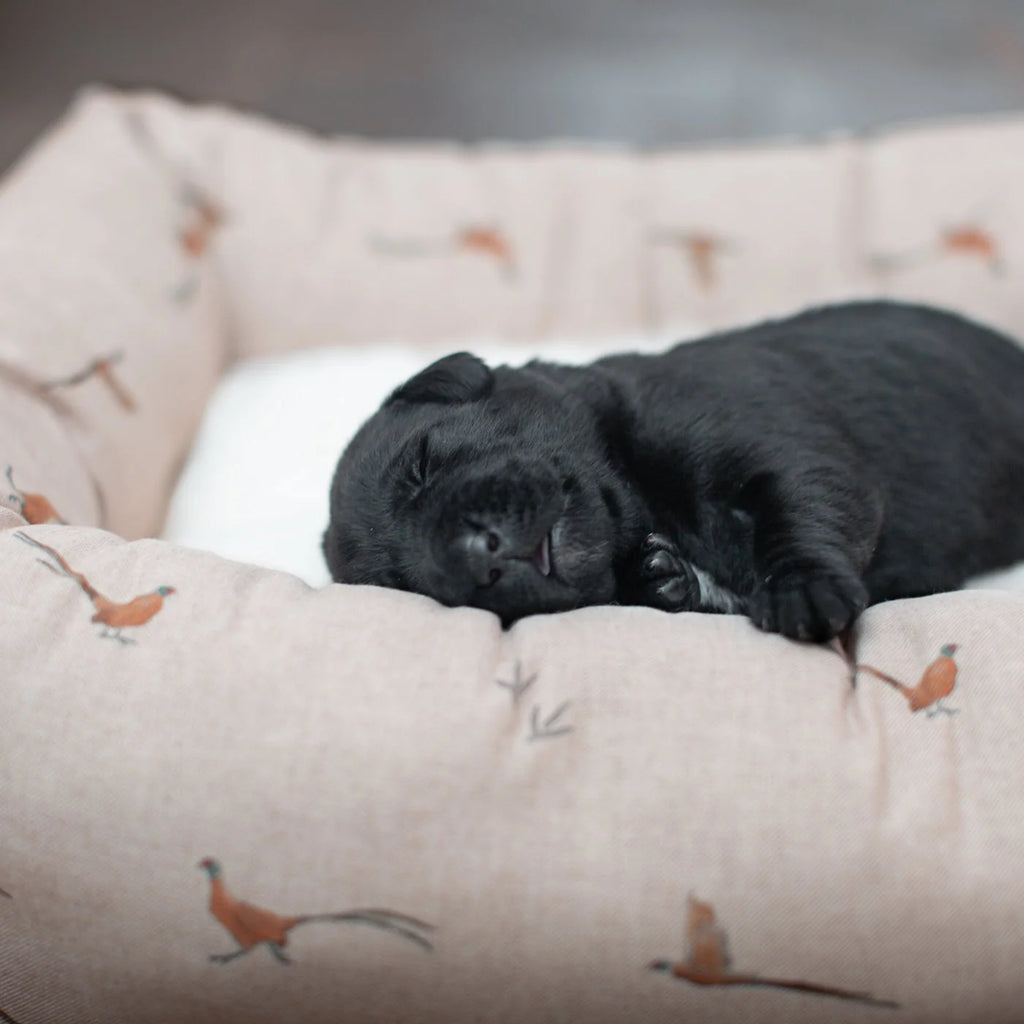 Box Bed For Dogs in Woodlands